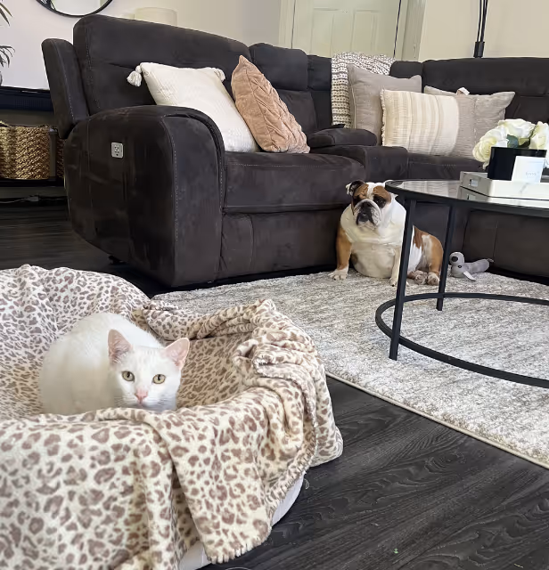Dog and cat at home