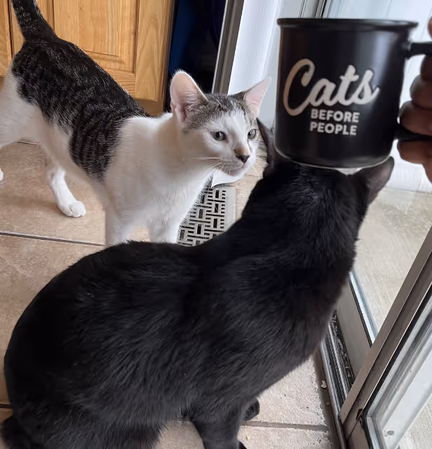 Two cats at home