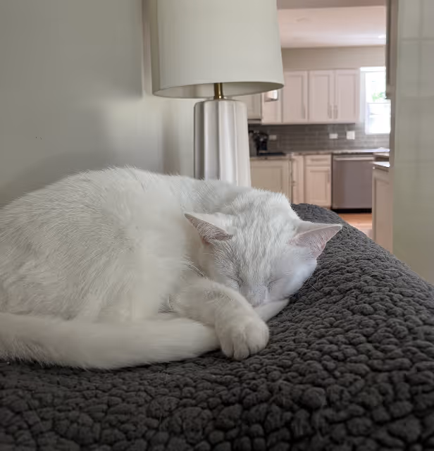 A white cat resting comfortably at home