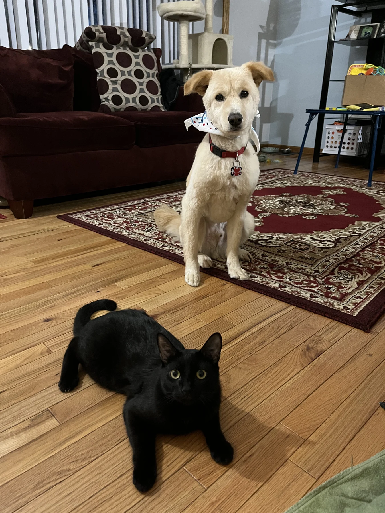 A dog and cat enjoying familiar surroundings at home