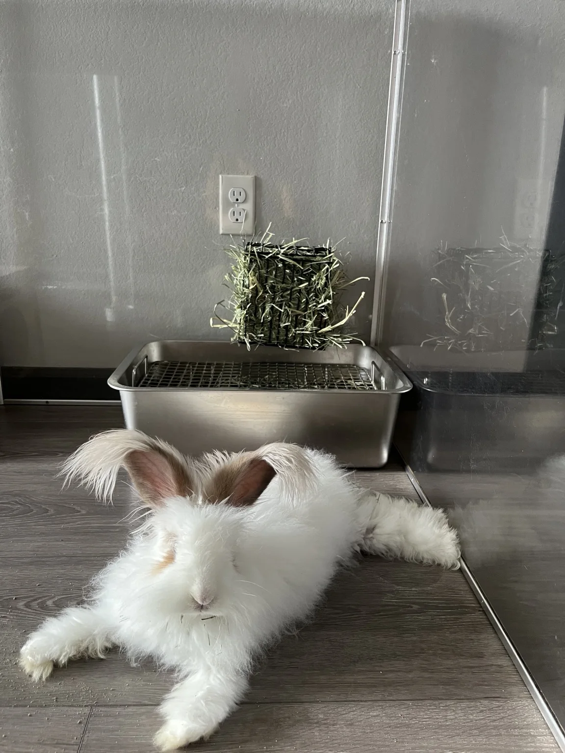 A white rabbit relaxing at home during a drop-in visit