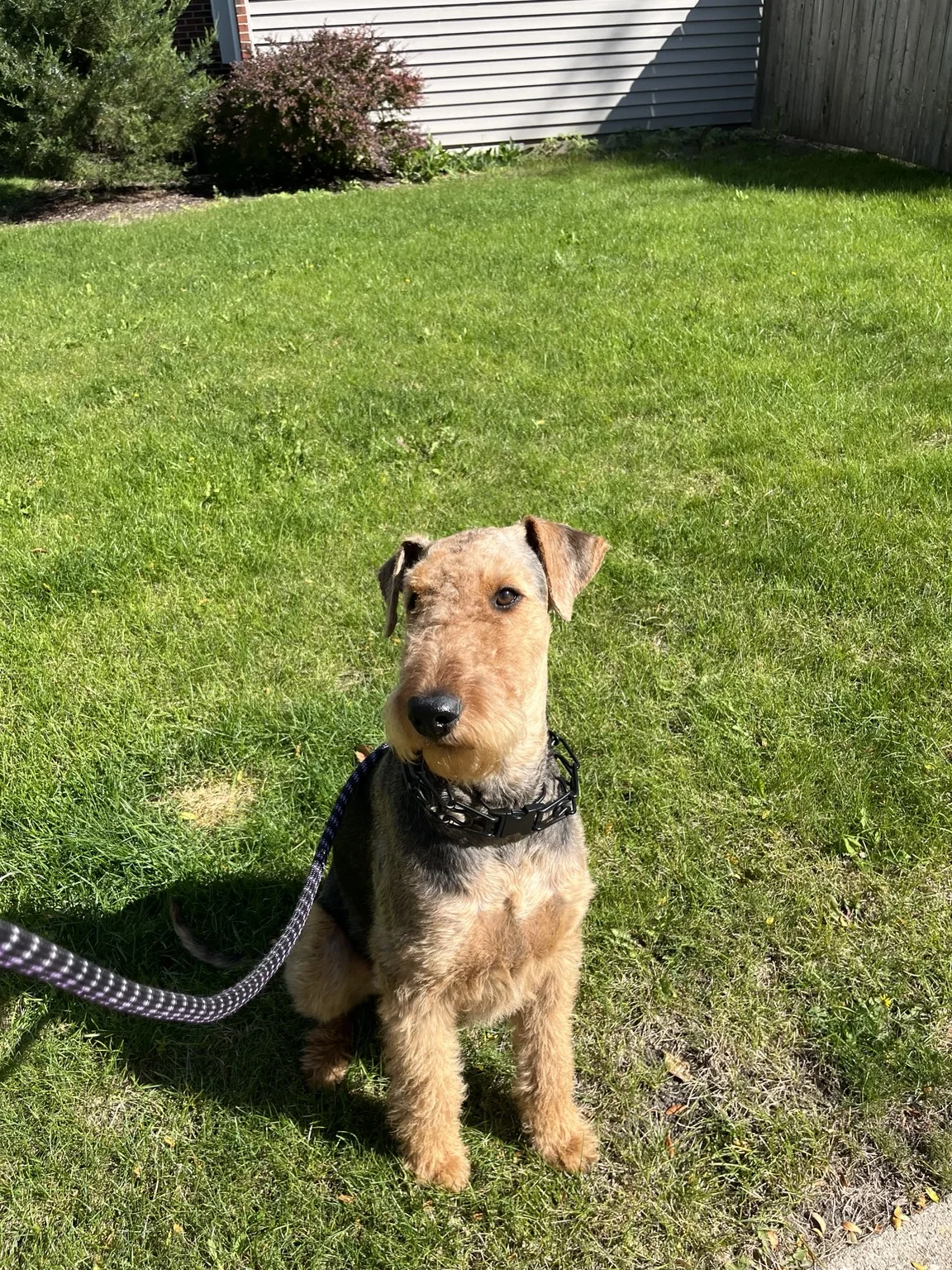 A terrier taking a leashed outdoor break with Tania